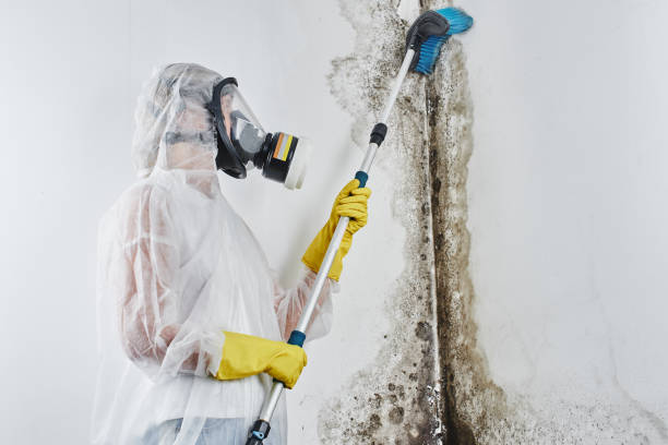 Best Mold Cleaning Services  in Rtez, CO